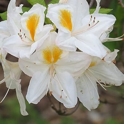 Azalée caduque Knaphill 'Blanc' – Azalea knaphill 'Blanc' 40–50 cm pot Arbuste caduc, floraison blanche élégante - Publicité Azalée caduque Knaphill 'Blanc' – Azalea knaphill 'Blanc' 40–50 cm pot Arbuste caduc, floraison blanche élégante - Publicité
