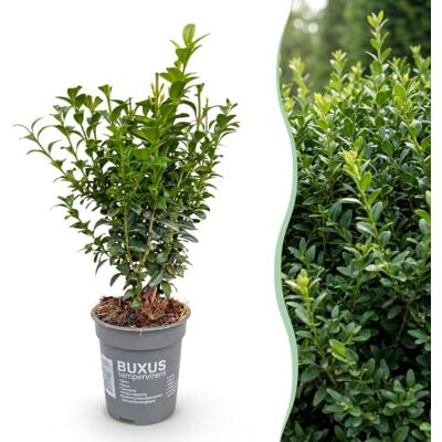Green BoutiQ 24x Buxus sempervirens Petit palmier Plantes de haie Persistant Vert Pot 9cm Hauteur 20-25cm - Publicité Green BoutiQ 24x Buxus sempervirens Petit palmier Plantes de haie Persistant Vert Pot 9cm Hauteur 20-25cm - Publicité