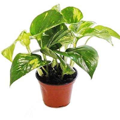 EXOTENHERZ Lierre Scindapsus - Epipremnum - Pot de 12cm - Plante d'intérieur - Publicité EXOTENHERZ Lierre Scindapsus - Epipremnum - Pot de 12cm - Plante d'intérieur - Publicité