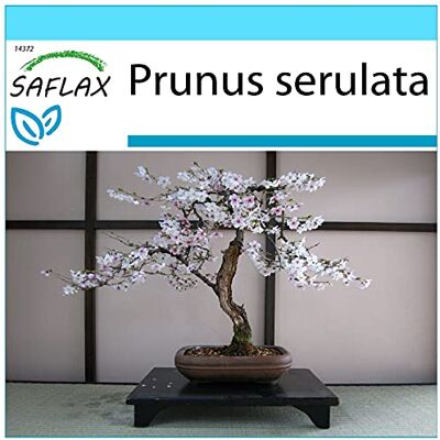 SAFLAX Kit cadeau Cerisier du Japon 30 graines Prunus serulata - Publicité SAFLAX Kit cadeau Cerisier du Japon 30 graines Prunus serulata - Publicité