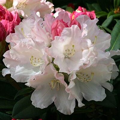 Arborix, plus vert - moins cher Rhododendron 'Dreamland' 30-40 cm en conteneur - Publicité Arborix, plus vert - moins cher Rhododendron 'Dreamland' 30-40 cm en conteneur - Publicité