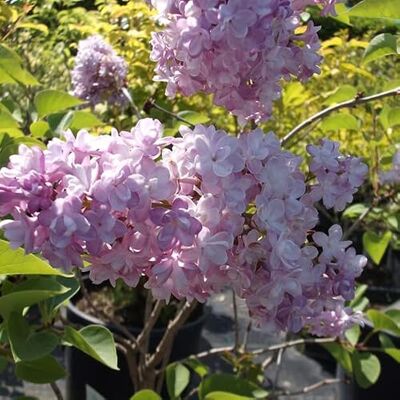 Lilas commun 'Katherine Havemeyer' – Syringa vulgaris 'Katherine Havemeyer' 40-60 cm pot Arbuste ornemental, fleurs mauves parfumées, parfait haie fleurie - Publicité Lilas commun 'Katherine Havemeyer' – Syringa vulgaris 'Katherine Havemeyer' 40-60 cm pot Arbuste ornemental, fleurs mauves parfumées, parfait haie fleurie - Publicité