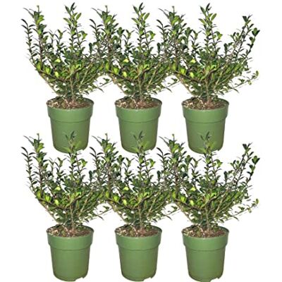 Plants by Frank 1 mètre linéaire de haie de houx Ilex crenata ‘Jenny’® Houx crénelé Plante de haie au feuillage vert Haie persistante Plantes d’extérieur Jardin - Publicité Plants by Frank 1 mètre linéaire de haie de houx Ilex crenata ‘Jenny’® Houx crénelé Plante de haie au feuillage vert Haie persistante Plantes d’extérieur Jardin - Publicité
