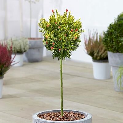 GardenersDream Prunus Punica Nana, arbre ornemental à feuillage persistant, idéal pour le jardin, le balcon ou la terrasse. Rustique, il mesure 70 à 80 cm de haut (pot inclus). Publicité GardenersDream Prunus Punica Nana, arbre ornemental à feuillage persistant, idéal pour le jardin, le balcon ou la terrasse. Rustique, il mesure 70 à 80 cm de haut (pot inclus). Publicité