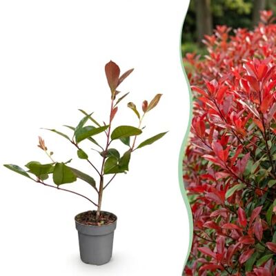 Green BoutiQ 24x Photinia fraseri Red Robin Glansmispel Plantes de haie Persistant Rouge Pot 9cm Hauteur 25-35cm - Publicité Green BoutiQ 24x Photinia fraseri Red Robin Glansmispel Plantes de haie Persistant Rouge Pot 9cm Hauteur 25-35cm - Publicité