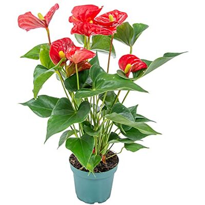 Bloomique - Anthurium Aristo - 30-40 cm - pot de 12 cm - Plante - Publicité Bloomique - Anthurium Aristo - 30-40 cm - pot de 12 cm - Plante - Publicité