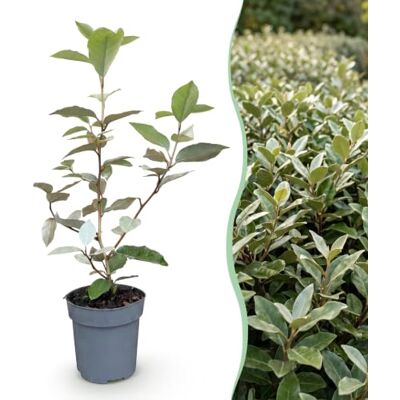 Green BoutiQ 24x Eleagnus ebbingei Compacta Olivier des dentelles Plantes de haie Persistant Gris Pot 9cm Hauteur 25-35cm - Publicité Green BoutiQ 24x Eleagnus ebbingei Compacta Olivier des dentelles Plantes de haie Persistant Gris Pot 9cm Hauteur 25-35cm - Publicité