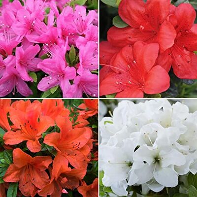 GardenersDream Collection de plantes d'azalées Arbustes à fleurs de printemps Pack de 4, pot de 9 cm - Publicité GardenersDream Collection de plantes d'azalées Arbustes à fleurs de printemps Pack de 4, pot de 9 cm - Publicité