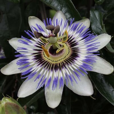 Bloomique - Passiflora caerulea - 60-70 cm - Plante grimpante - Publicité Bloomique - Passiflora caerulea - 60-70 cm - Plante grimpante - Publicité