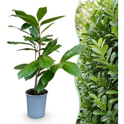 Green BoutiQ 40x Prunus laur. Rotundifolia Lauriercerisier Plantes de haie Persistant Vert Pot 9cm Hauteur 25-35cm - Publicité Green BoutiQ 40x Prunus laur. Rotundifolia Lauriercerisier Plantes de haie Persistant Vert Pot 9cm Hauteur 25-35cm - Publicité
