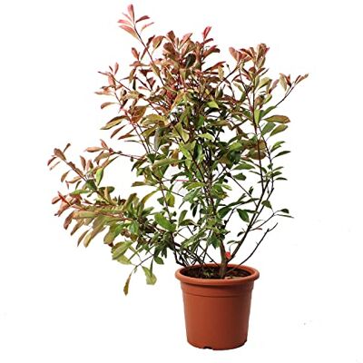 KENTIS - Photinia × Fraseri Pink Marble - 100-125 cm - Plante - Publicité KENTIS - Photinia × Fraseri Pink Marble - 100-125 cm - Plante - Publicité