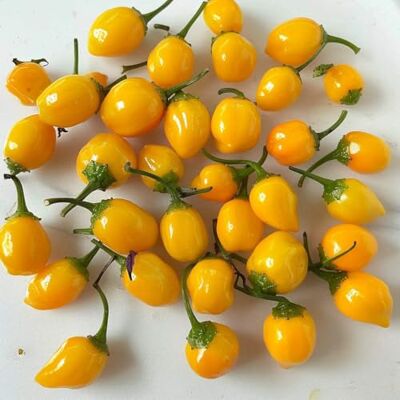 Unknown - Tomate Marmande - 30 graines - Biologique - Seeds - Publicité Unknown - Tomate Marmande - 30 graines - Biologique - Seeds - Publicité