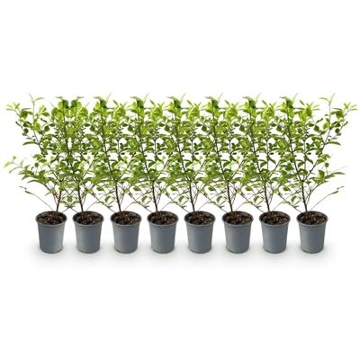 Green BoutiQ GreenboutiQ Plantes de haie Ligustrum ovalifolium Aureum feuilles jaune vert 8 plantes 1 mètre linéaire persistant pot de 9 cm hauteur 35-40 cm - Publicité Green BoutiQ GreenboutiQ Plantes de haie Ligustrum ovalifolium Aureum feuilles jaune vert 8 plantes 1 mètre linéaire persistant pot de 9 cm hauteur 35-40 cm - Publicité