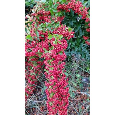 Mon Jardin Extraordinaire Pyracantha coccinea 'Red Column' / Buisson ardent rouge/Godet/Plante de Haie - Publicité Mon Jardin Extraordinaire Pyracantha coccinea 'Red Column' / Buisson ardent rouge/Godet/Plante de Haie - Publicité