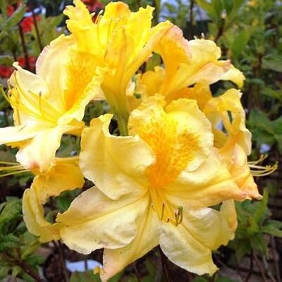Azalée caduque Knaphill 'Jaune' – Azalea knaphill 'Jaune' 40–50 cm pot Arbuste à floraison spectaculaire, fleurs jaunes parfumées - Publicité Azalée caduque Knaphill 'Jaune' – Azalea knaphill 'Jaune' 40–50 cm pot Arbuste à floraison spectaculaire, fleurs jaunes parfumées - Publicité