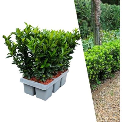 Plants by Frank Euonymus Japonicus Green Spire, 6 plantes, Ø 15 cm Fusain du Japon vert, Plantes de Haie, Alternative au buis rustique, Haie persistante, Pot 9 cm, Hauteur : 10 cm - Publicité Plants by Frank Euonymus Japonicus Green Spire, 6 plantes, Ø 15 cm Fusain du Japon vert, Plantes de Haie, Alternative au buis rustique, Haie persistante, Pot 9 cm, Hauteur : 10 cm - Publicité