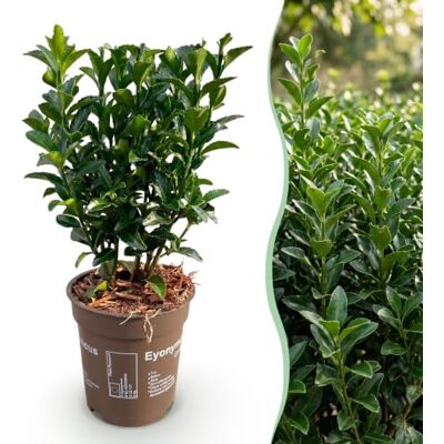 Green BoutiQ GreenboutiQ Plantes de haie Euonymus japonica Green Spire feuillage vert 8 plantes 1 mètre linéaire persistant pot 9cm hauteur 20-25cm - Publicité Green BoutiQ GreenboutiQ Plantes de haie Euonymus japonica Green Spire feuillage vert 8 plantes 1 mètre linéaire persistant pot 9cm hauteur 20-25cm - Publicité