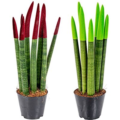 Bloomique - Sansevieria Velvet Touch - 35 cm - 9 cm pot - Plante - Publicité Bloomique - Sansevieria Velvet Touch - 35 cm - 9 cm pot - Plante - Publicité