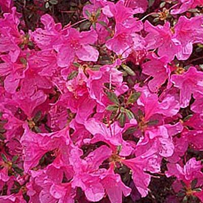 Arborix, plus vert - moins cher Azalea Japonica- Azalée Japonaise Rose 25-30 cm en conteneur - Publicité Arborix, plus vert - moins cher Azalea Japonica- Azalée Japonaise Rose 25-30 cm en conteneur - Publicité