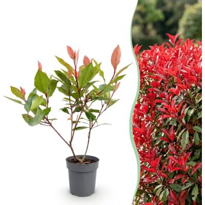 Green BoutiQ GreenboutiQ Plantes de haie Photinia Little Red Robin Feuillage Rouge 8 Plantes 1 Mètre Linéaire Persistant Pot 9cm Hauteur 30-35cm - Publicité Green BoutiQ GreenboutiQ Plantes de haie Photinia Little Red Robin Feuillage Rouge 8 Plantes 1 Mètre Linéaire Persistant Pot 9cm Hauteur 30-35cm - Publicité