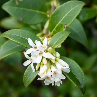 FLEUR NV Osmanthe de Burkwood Osmanthus Burkwoodii 40cm en Pot Plante En Pot Floraison Avril à Mai Couleur de la Fleur Hauteur 2-3 m - Publicité FLEUR NV Osmanthe de Burkwood Osmanthus Burkwoodii 40cm en Pot Plante En Pot Floraison Avril à Mai Couleur de la Fleur Hauteur 2-3 m - Publicité