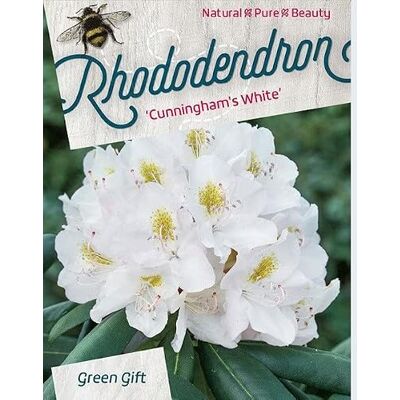 Rhododendron 'Cunninghams White' 40-50 cm pot Floraison blanche parfumée, idéal jardin boisé & mi-ombre - Publicité Rhododendron 'Cunninghams White' 40-50 cm pot Floraison blanche parfumée, idéal jardin boisé & mi-ombre - Publicité