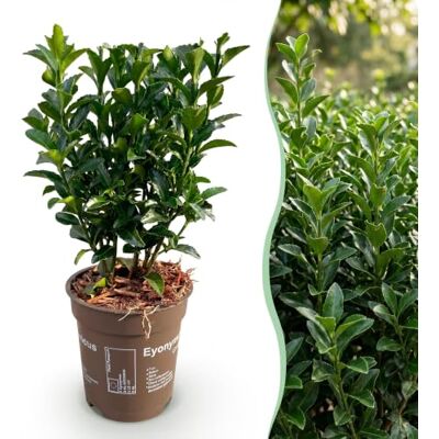 Green BoutiQ 16x Euonymus japonica Green Spire Fusain Plantes de haie Persistant Vert Pot 9cm Hauteur 20-25cm - Publicité Green BoutiQ 16x Euonymus japonica Green Spire Fusain Plantes de haie Persistant Vert Pot 9cm Hauteur 20-25cm - Publicité