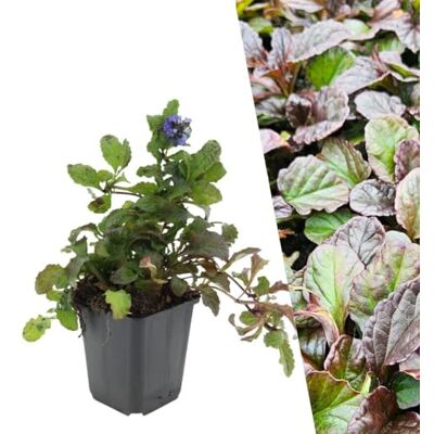 Plants by Frank Ajuga reptans - Plante vivace - Résistante au froid - Couverture de jardin - Publicité Plants by Frank Ajuga reptans - Plante vivace - Résistante au froid - Couverture de jardin - Publicité