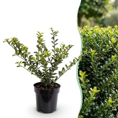 Green BoutiQ 16x Ilex crenata Golden Gem Houx Japonais Plantes de haie Persistant Jaune Pot 9cm Hauteur 20-30cm - Publicité Green BoutiQ 16x Ilex crenata Golden Gem Houx Japonais Plantes de haie Persistant Jaune Pot 9cm Hauteur 20-30cm - Publicité