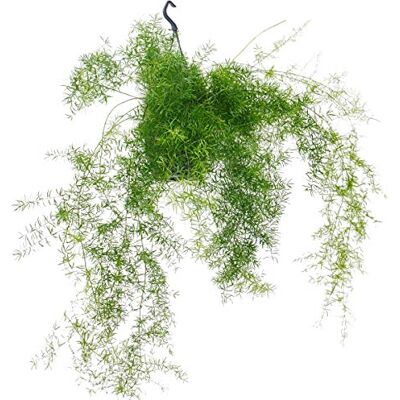 EXOTENHERZ - Asparagus densiflorus Sprengeri - Panier suspendu 18cm - Plante - Publicité EXOTENHERZ - Asparagus densiflorus Sprengeri - Panier suspendu 18cm - Plante - Publicité