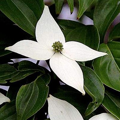 Arborix, plus vert - moins cher Cornus Kousa- Cornouiller du Japon 50-60 cm en conteneur blanche - Publicité Arborix, plus vert - moins cher Cornus Kousa- Cornouiller du Japon 50-60 cm en conteneur blanche - Publicité
