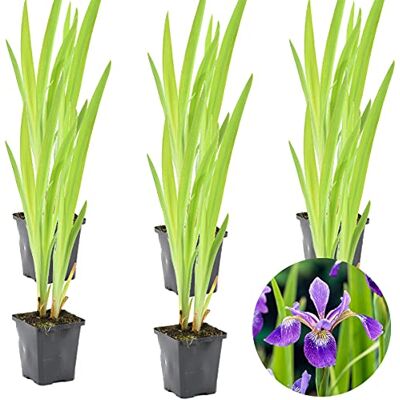 Bloomique - Iris Versicolor - Violet - 20-30 cm - Plant - Publicité Bloomique - Iris Versicolor - Violet - 20-30 cm - Plant - Publicité