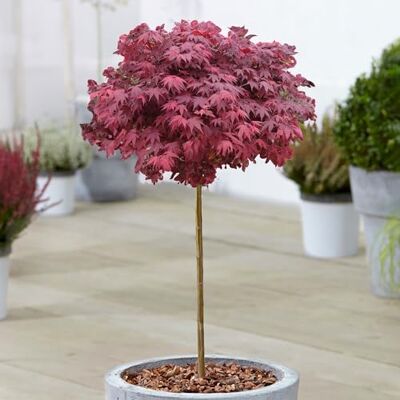 GardenersDream Érable du Japon Acer Hime Shojo, arbre ornemental petit jardin Petits arbres pour jardin prêts à planter : découvrez nos érables en pot, plantes d'extérieur robustes au feuillage - Publicité GardenersDream Érable du Japon Acer Hime Shojo, arbre ornemental petit jardin Petits arbres pour jardin prêts à planter : découvrez nos érables en pot, plantes d'extérieur robustes au feuillage - Publicité