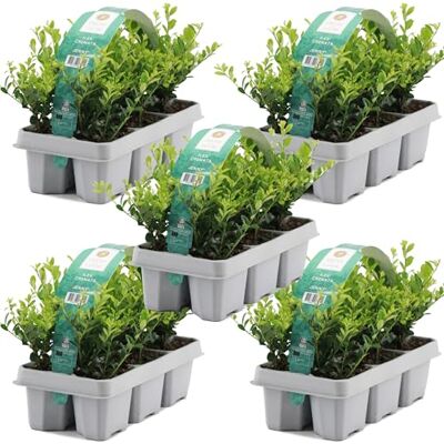 GardenersDream 30X Ilex Crenata 'Jenny' – Plantes de Haie Persistantes, Robustes et Faciles d’Entretien – Arbustes pour Bordures et Topiaires Toute l’Année - Publicité GardenersDream 30X Ilex Crenata 'Jenny' – Plantes de Haie Persistantes, Robustes et Faciles d’Entretien – Arbustes pour Bordures et Topiaires Toute l’Année - Publicité