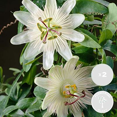 Bloomique - Passiflora caerulea 'Constance Elliot' - Plante grimpante - Publicité Bloomique - Passiflora caerulea 'Constance Elliot' - Plante grimpante - Publicité