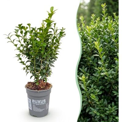 Green BoutiQ GreenboutiQ Plantes de haie Buxus sempervirens feuillage vert 8 plantes 1 mètre linéaire persistant pot de 9 cm de hauteur 20-25 cm - Publicité Green BoutiQ GreenboutiQ Plantes de haie Buxus sempervirens feuillage vert 8 plantes 1 mètre linéaire persistant pot de 9 cm de hauteur 20-25 cm - Publicité