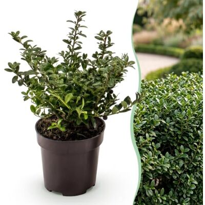 Green BoutiQ 40x Ilex crenata Stokes Houx japonais Plantes de haie Persistant Vert Pot 9cm Hauteur 20-30cm - Publicité Green BoutiQ 40x Ilex crenata Stokes Houx japonais Plantes de haie Persistant Vert Pot 9cm Hauteur 20-30cm - Publicité