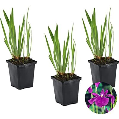 Bloomique - Iris Kaempferi - Violet - 20-30 cm - Plante de bassin - Publicité Bloomique - Iris Kaempferi - Violet - 20-30 cm - Plante de bassin - Publicité