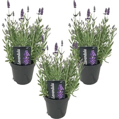 Bloomique Ardèche - Violet - 20-25 cm - Pots de 12 cm - Plante - Publicité Bloomique Ardèche - Violet - 20-25 cm - Pots de 12 cm - Plante - Publicité