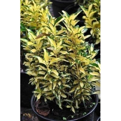 GRDplanten Euonymus jap. 'Aureus' ('aureopictus') Fusain Du Japon 20-25 cm en pot - Publicité GRDplanten Euonymus jap. 'Aureus' ('aureopictus') Fusain Du Japon 20-25 cm en pot - Publicité