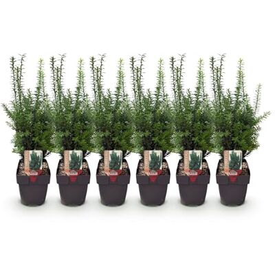 Green BoutiQ GreenboutiQ Plantes de haie Taxus media Hilii feuillage vert 6 plantes 1 mètre linéaire persistant pot 17cm hauteur 60cm - Publicité Green BoutiQ GreenboutiQ Plantes de haie Taxus media Hilii feuillage vert 6 plantes 1 mètre linéaire persistant pot 17cm hauteur 60cm - Publicité