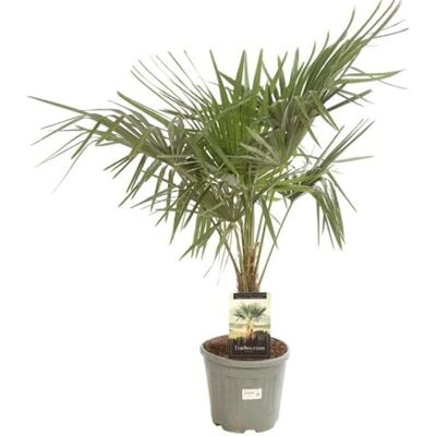 FLEUR NV Palmier Chanvre Trachycarpus Fortunei 25cm Pot 15l Plante En Pot Floraison Mai à Juin Exposition Exposition Soleil ou Mi-ombre Sol - Publicité FLEUR NV Palmier Chanvre Trachycarpus Fortunei 25cm Pot 15l Plante En Pot Floraison Mai à Juin Exposition Exposition Soleil ou Mi-ombre Sol - Publicité