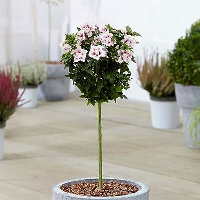 GardenersDream Hibiscus Starburst Chiffon Tree de Gardener's Dream Arbres ornementaux à feuillage persistant pour jardin, balcon ou terrasse, rustique, 70-80 cm (pot inclus) - Publicité GardenersDream Hibiscus Starburst Chiffon Tree de Gardener's Dream Arbres ornementaux à feuillage persistant pour jardin, balcon ou terrasse, rustique, 70-80 cm (pot inclus) - Publicité