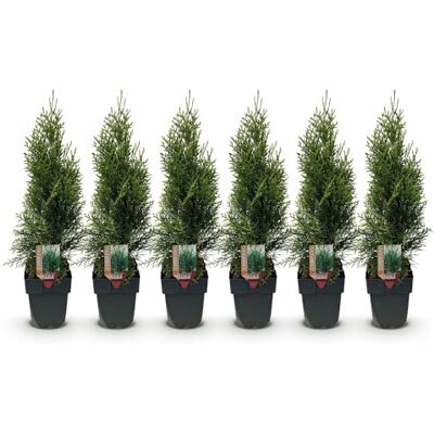 Green BoutiQ GreenboutiQ Plantes de haie Thuja occidentalis Smaragd feuillage vert 6 plantes 1 mètre linéaire persistant pot de 17 cm hauteur 60 cm - Publicité Green BoutiQ GreenboutiQ Plantes de haie Thuja occidentalis Smaragd feuillage vert 6 plantes 1 mètre linéaire persistant pot de 17 cm hauteur 60 cm - Publicité