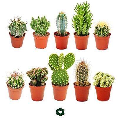 EXOTENHERZ - Ensemble de 10 Cactus - 5,5cm Variétés - Publicité EXOTENHERZ - Ensemble de 10 Cactus - 5,5cm Variétés - Publicité
