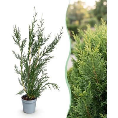 Green BoutiQ GreenboutiQ Plantes de haie Cupressocyparis leylandii feuillage vert 8 plantes 1 mètre linéaire toujours vert pot 9cm hauteur 35-40cm - Publicité Green BoutiQ GreenboutiQ Plantes de haie Cupressocyparis leylandii feuillage vert 8 plantes 1 mètre linéaire toujours vert pot 9cm hauteur 35-40cm - Publicité