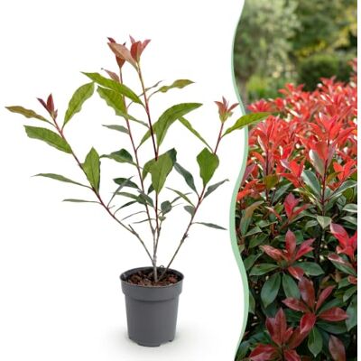 Green BoutiQ 16x Photinia fraseri Carre Rouge Glansmispel Plantes de haie À feuilles persistantes Rouge Pot 9cm Hauteur 25-35cm - Publicité Green BoutiQ 16x Photinia fraseri Carre Rouge Glansmispel Plantes de haie À feuilles persistantes Rouge Pot 9cm Hauteur 25-35cm - Publicité