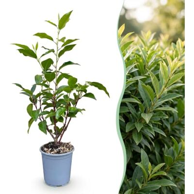 Green BoutiQ Plantes de haie Prunus lusitanica Angustifolia feuillage vert 8 plantes 1 mètre linéaire persistant pot 9cm hauteur 30-35cm - Publicité Green BoutiQ Plantes de haie Prunus lusitanica Angustifolia feuillage vert 8 plantes 1 mètre linéaire persistant pot 9cm hauteur 30-35cm - Publicité
