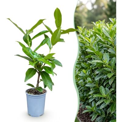Green BoutiQ GreenboutiQ Plantes de haie Prunus laurocerasus Novita feuillage vert 8 plantes 1 mètre linéaire toujours vert pot de 9cm hauteur 30-35cm - Publicité Green BoutiQ GreenboutiQ Plantes de haie Prunus laurocerasus Novita feuillage vert 8 plantes 1 mètre linéaire toujours vert pot de 9cm hauteur 30-35cm - Publicité