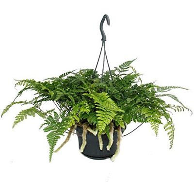 EXOTENHERZ Fougère tropicale - Pot suspendu 14cm - Plante d’intérieur - Publicité EXOTENHERZ Fougère tropicale - Pot suspendu 14cm - Plante d’intérieur - Publicité
